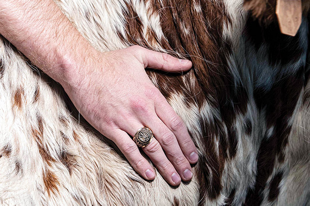 a man's hand with an aggie ring resting on a cow's side